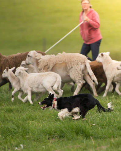 Border collie herding sheep with Lisa Wright in background